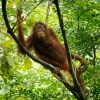 Orangutan bornejsky - Pongo pygmaeus - Bornean Orangutan o7627